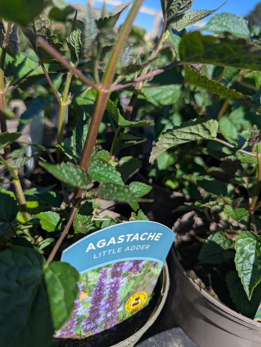 Agastache - Little Adder