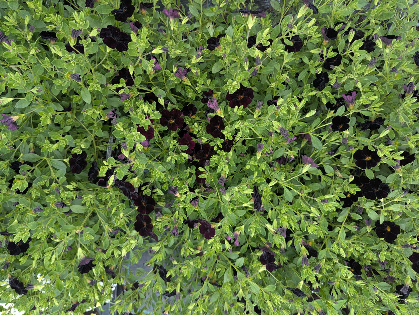 Calibrachoa Can-Can Black Cherry