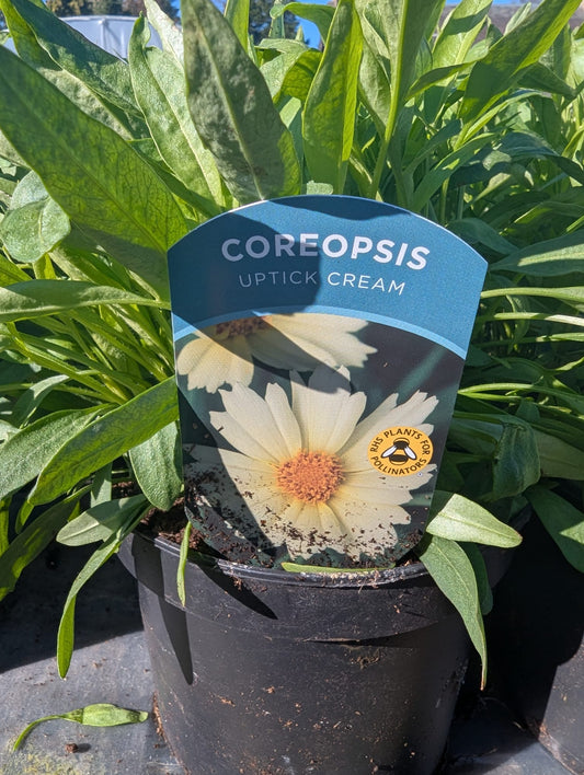 Coreopsis - Uptick Cream