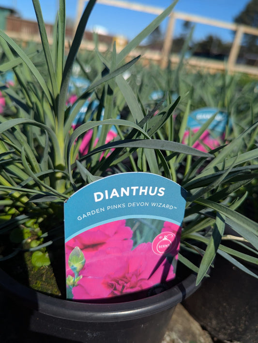 Dianthus - Garden Pinks Devon Wizard