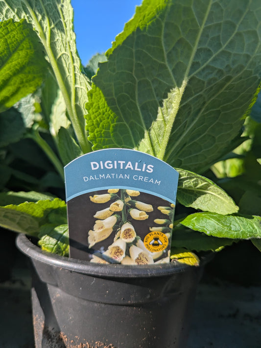 Digitalis - Dalmatian Cream