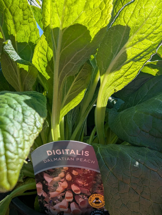 Digitalis - Dalmatian Peach