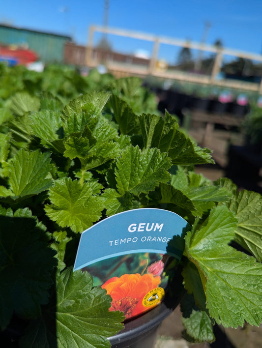Geum - Tempo Orange
