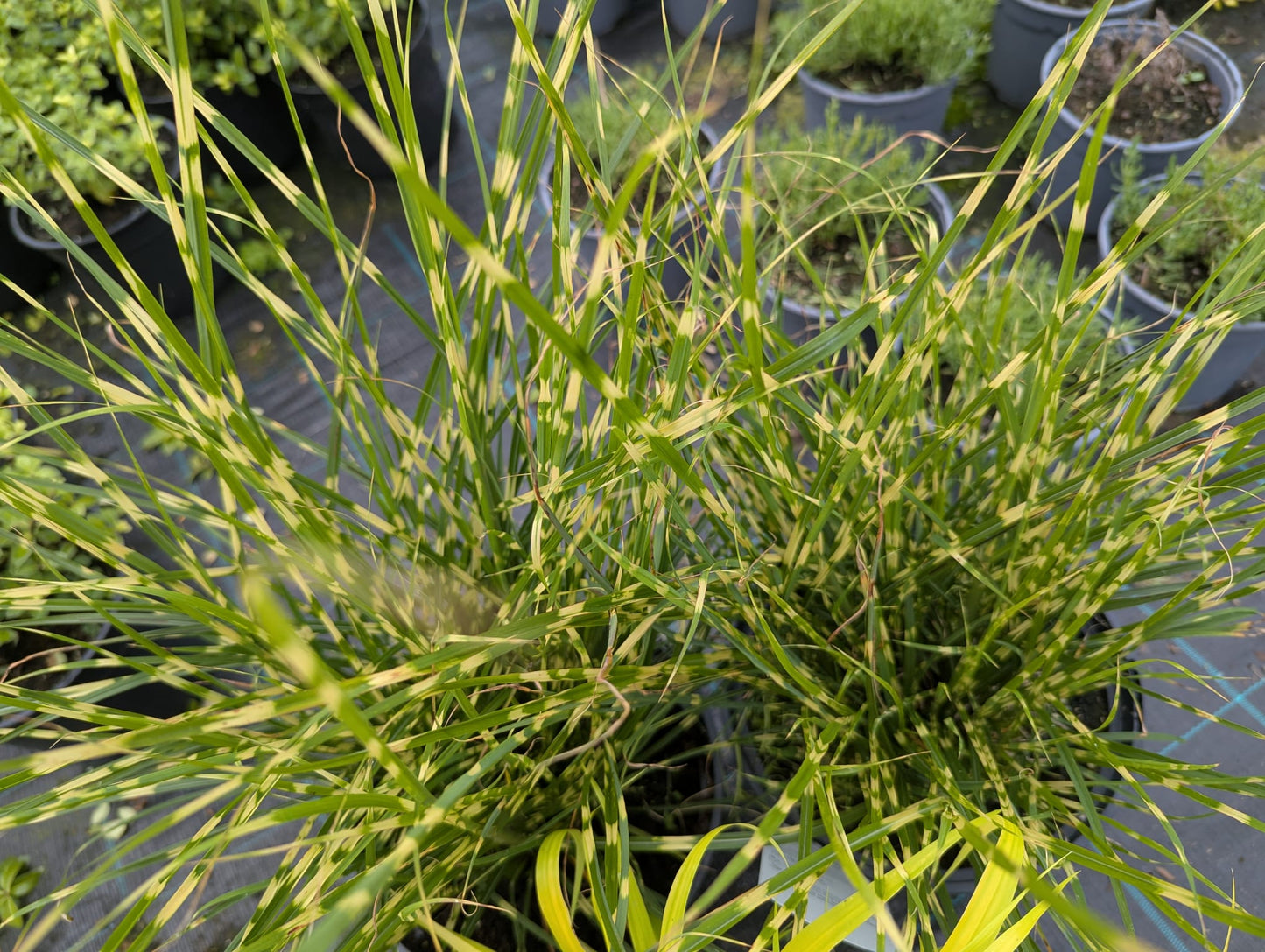 Grass varieties