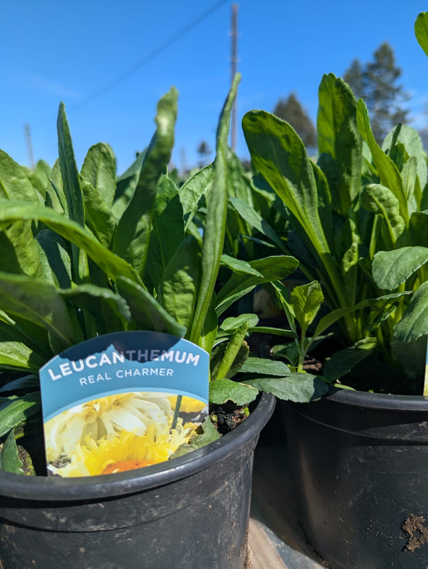 Leucanthemum - Real Charmer