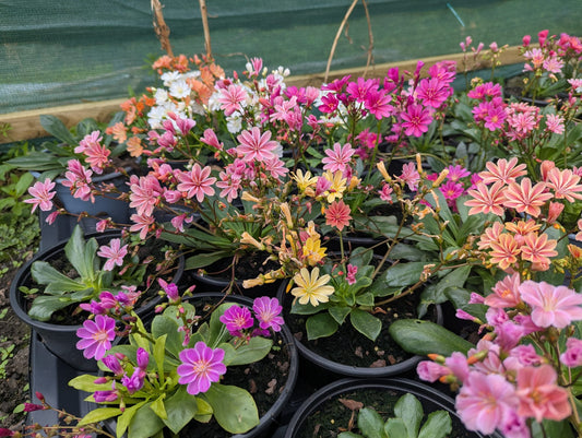 Lewisia Cotyledon - large pot