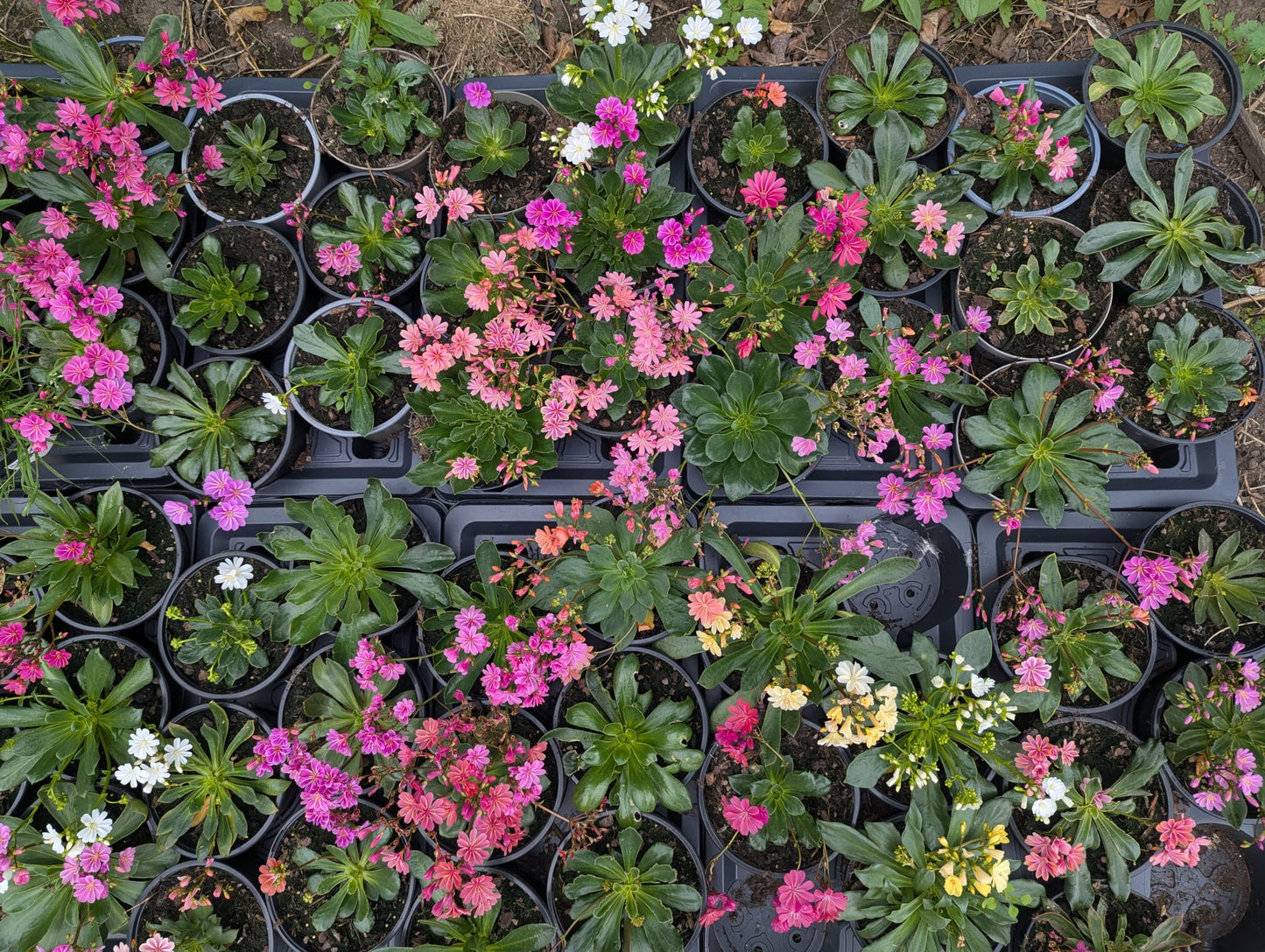 Lewisia Cotyledon - small pot