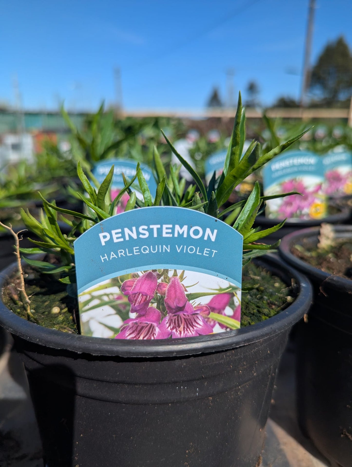 Penstemon - Harlequin Violet