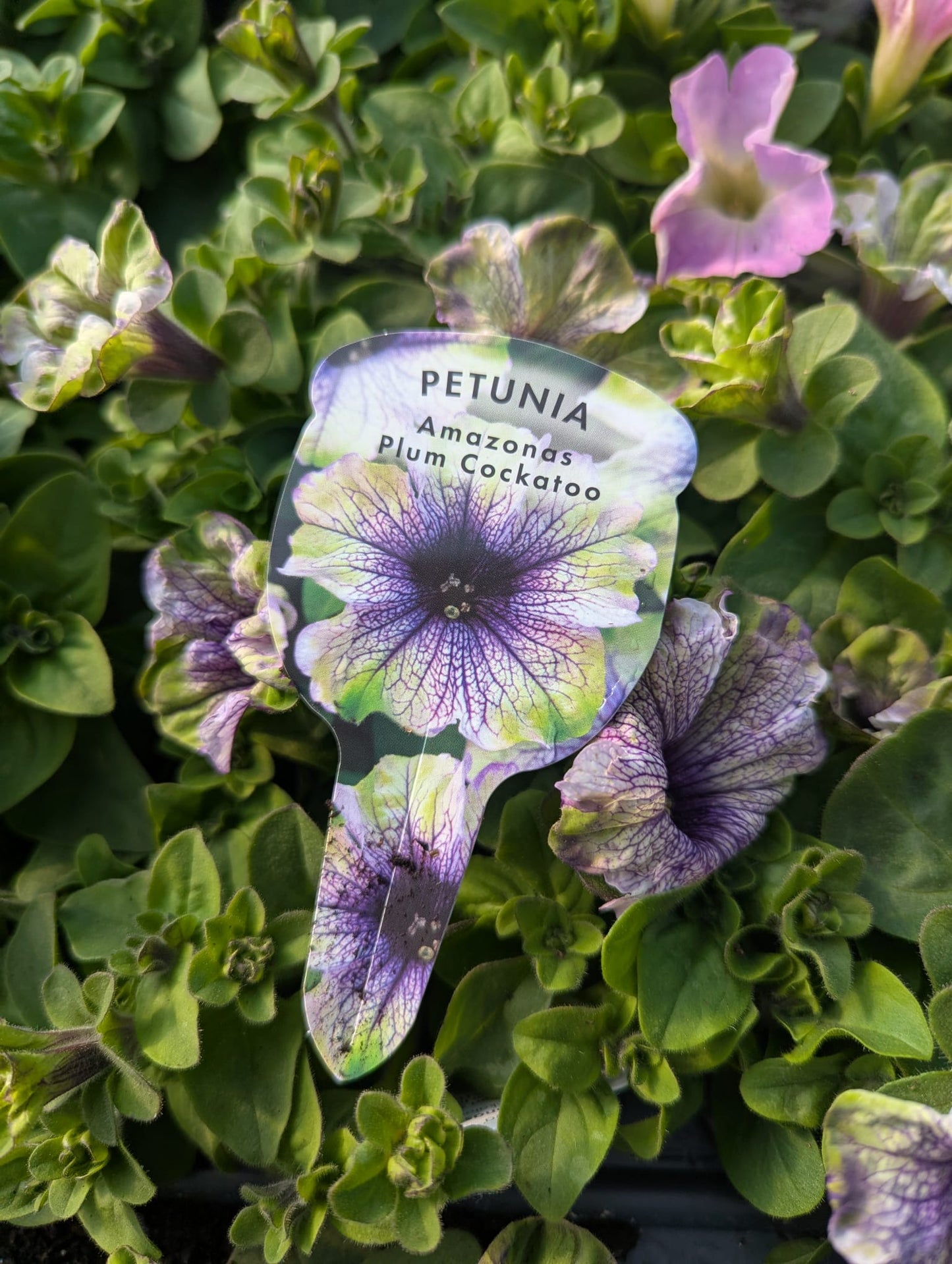 Petunia - Plum Cockatoo