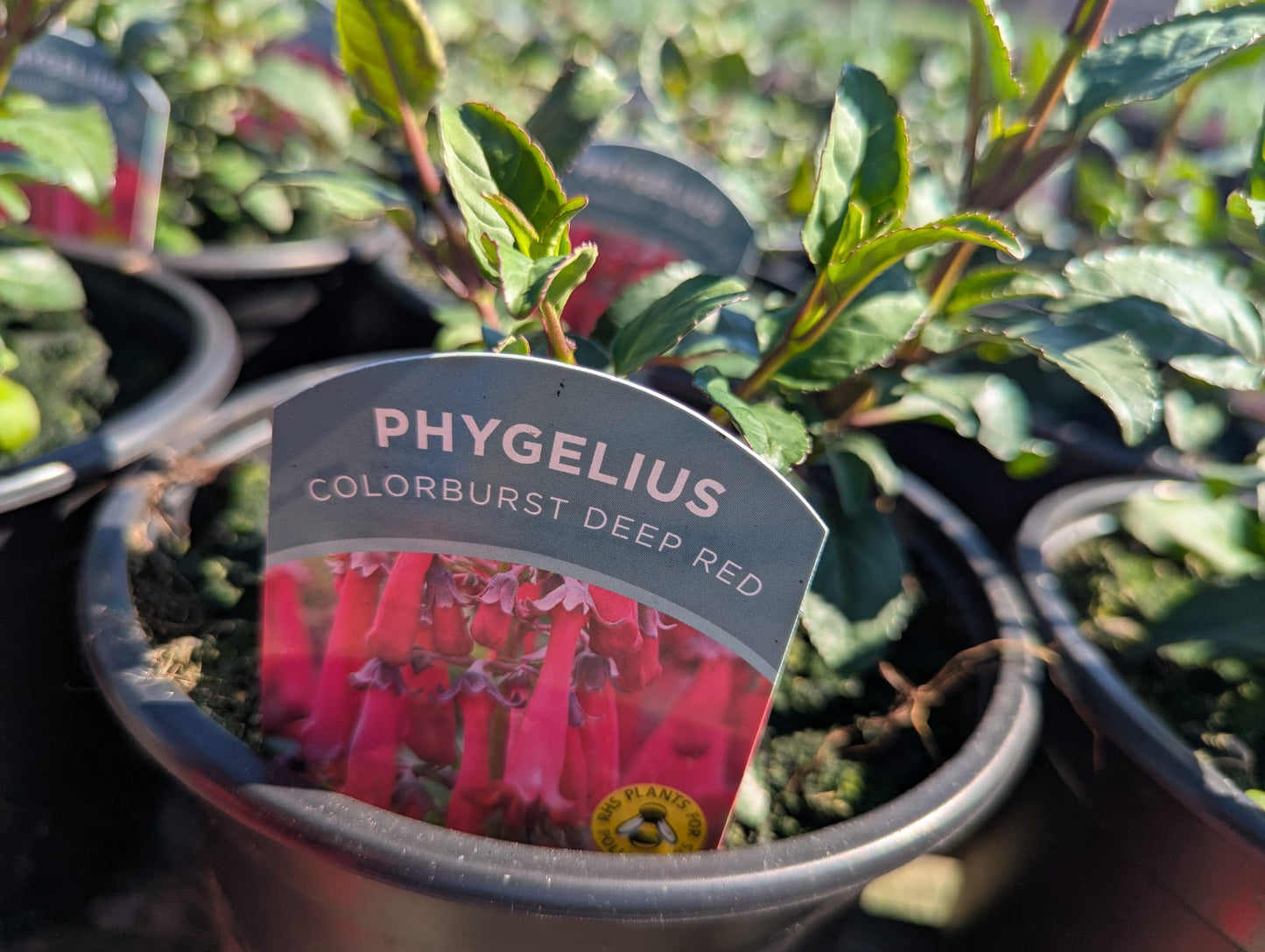 Phygelius - Colourburst Deep Red