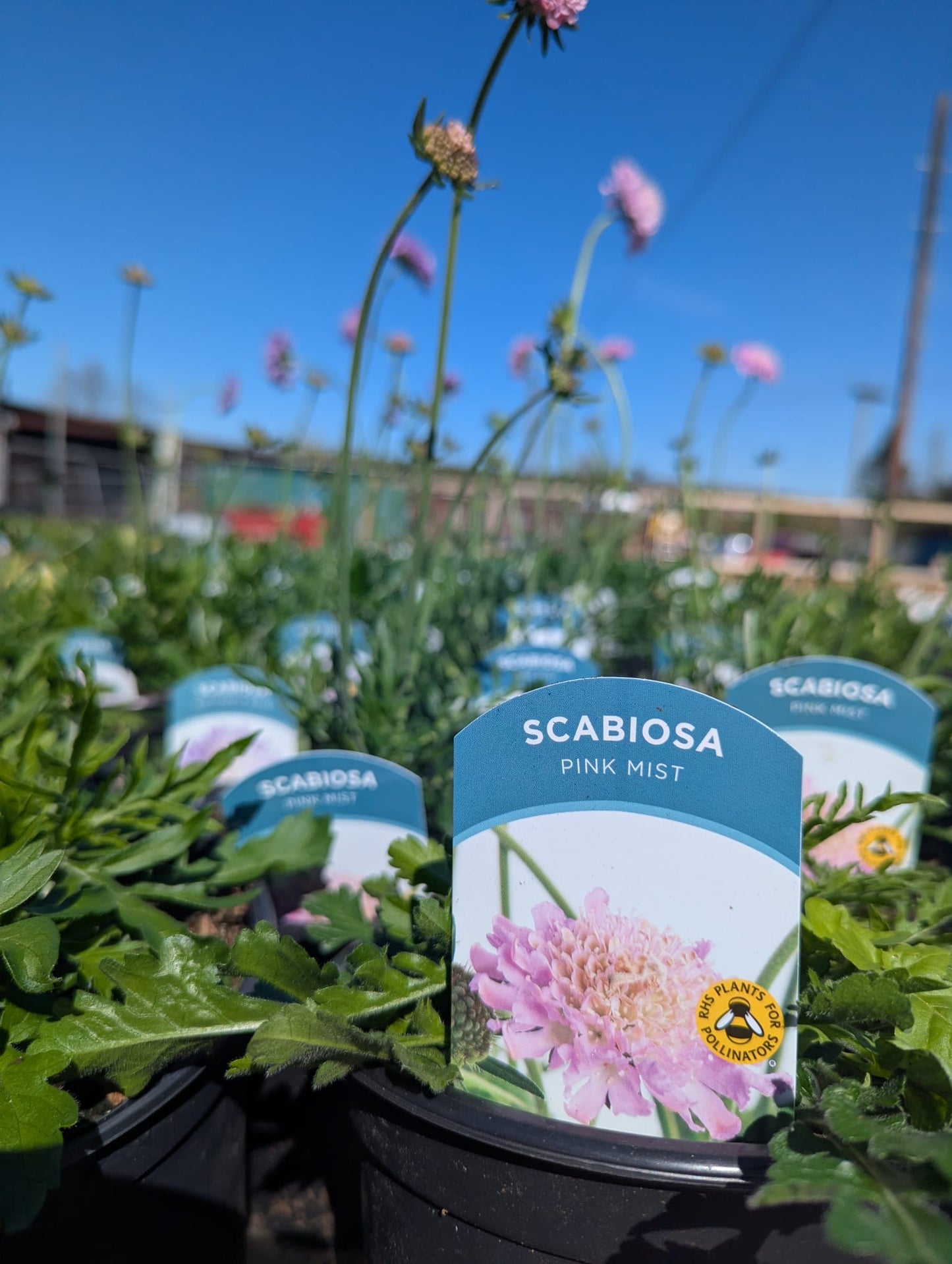 Scabiosa - Pink Mist