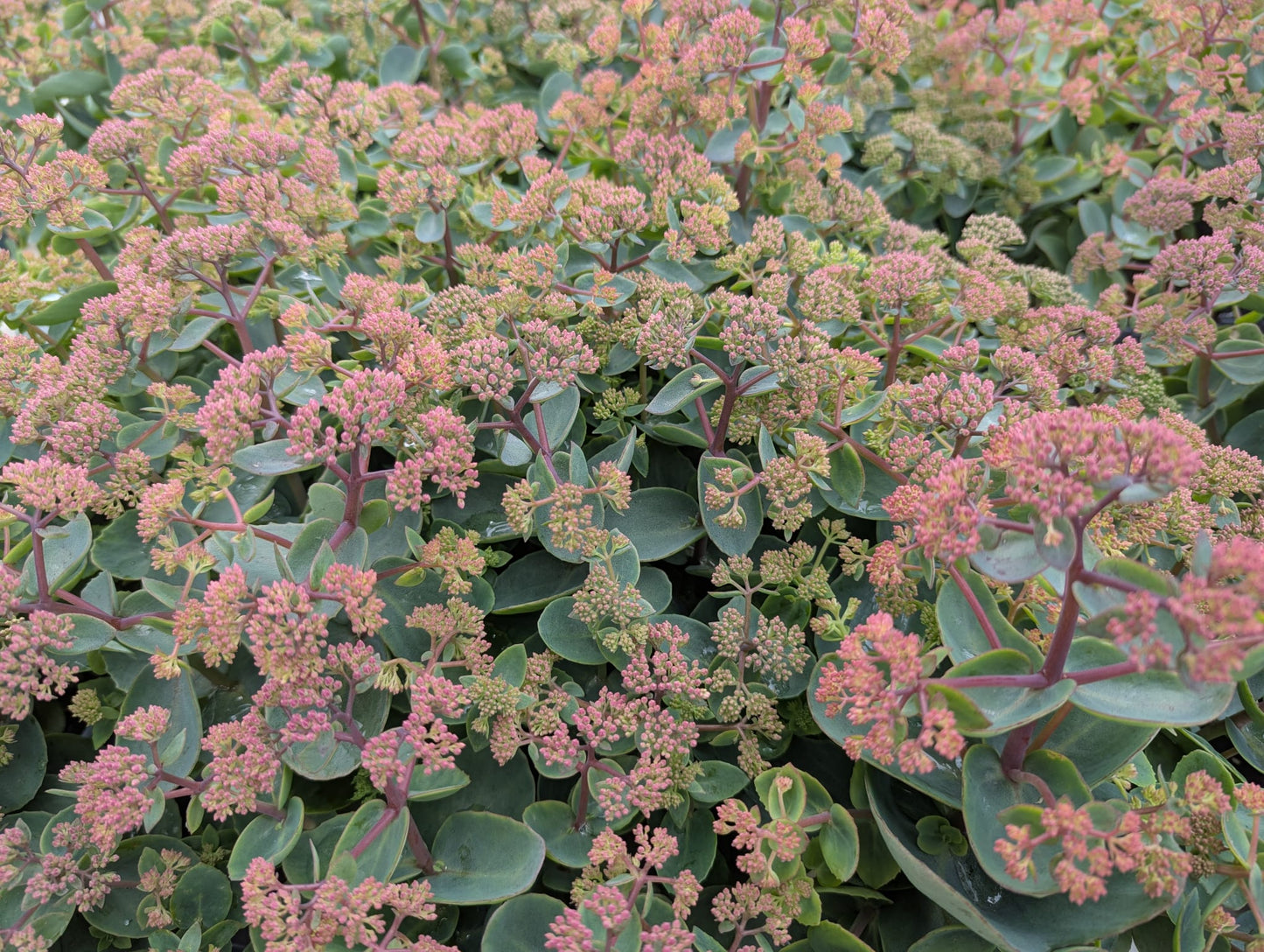 Sedum-Coraljade