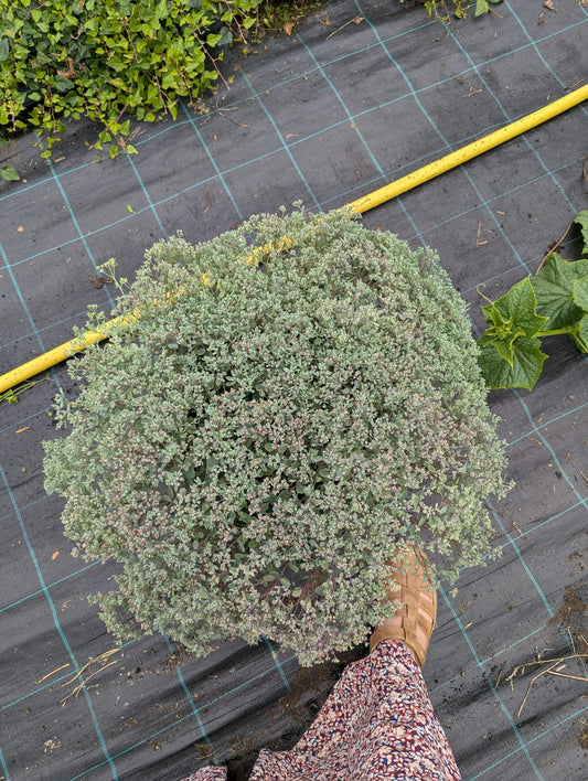 Sedum-Cauticola