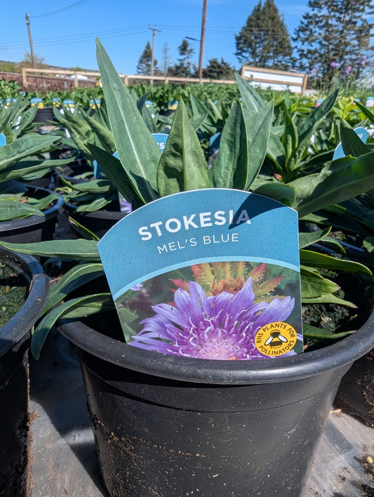 Stokesia - Mel's Blue