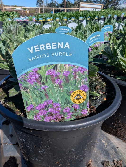 Verbena - Santos Purple