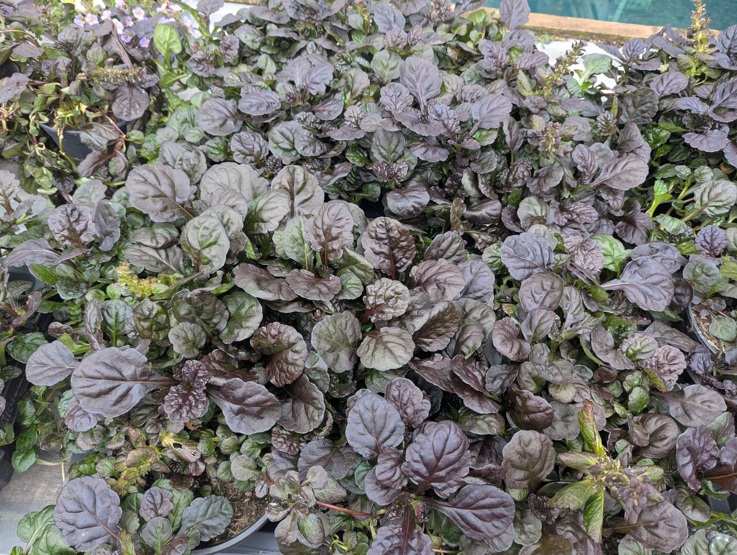 Ajuga Braunherz