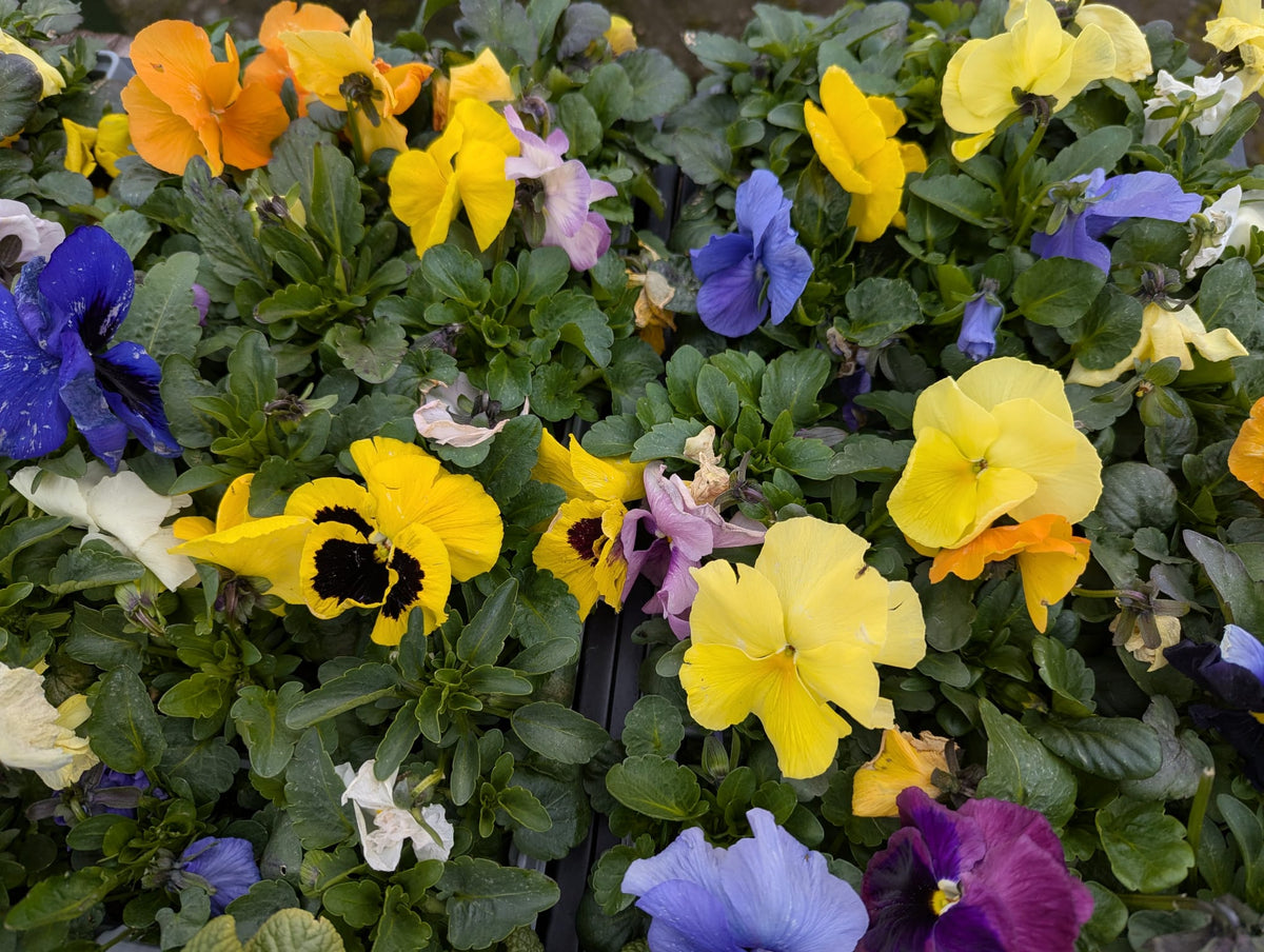 Ballantynes Classic Pansies - 4pk