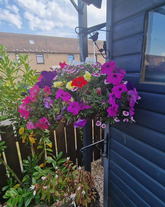 Q: How often should I water my hanging basket in Scotland?