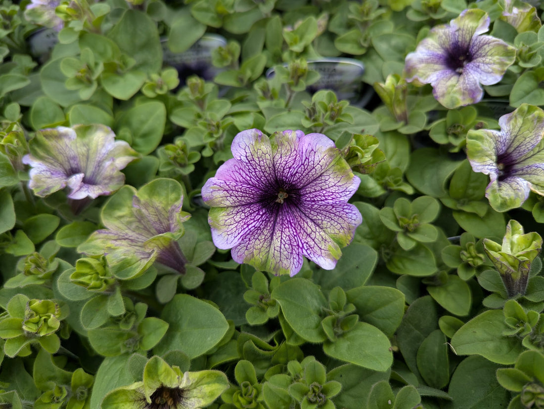 Q: How do I keep my hanging basket blooming all summer? (What is deadheading?)