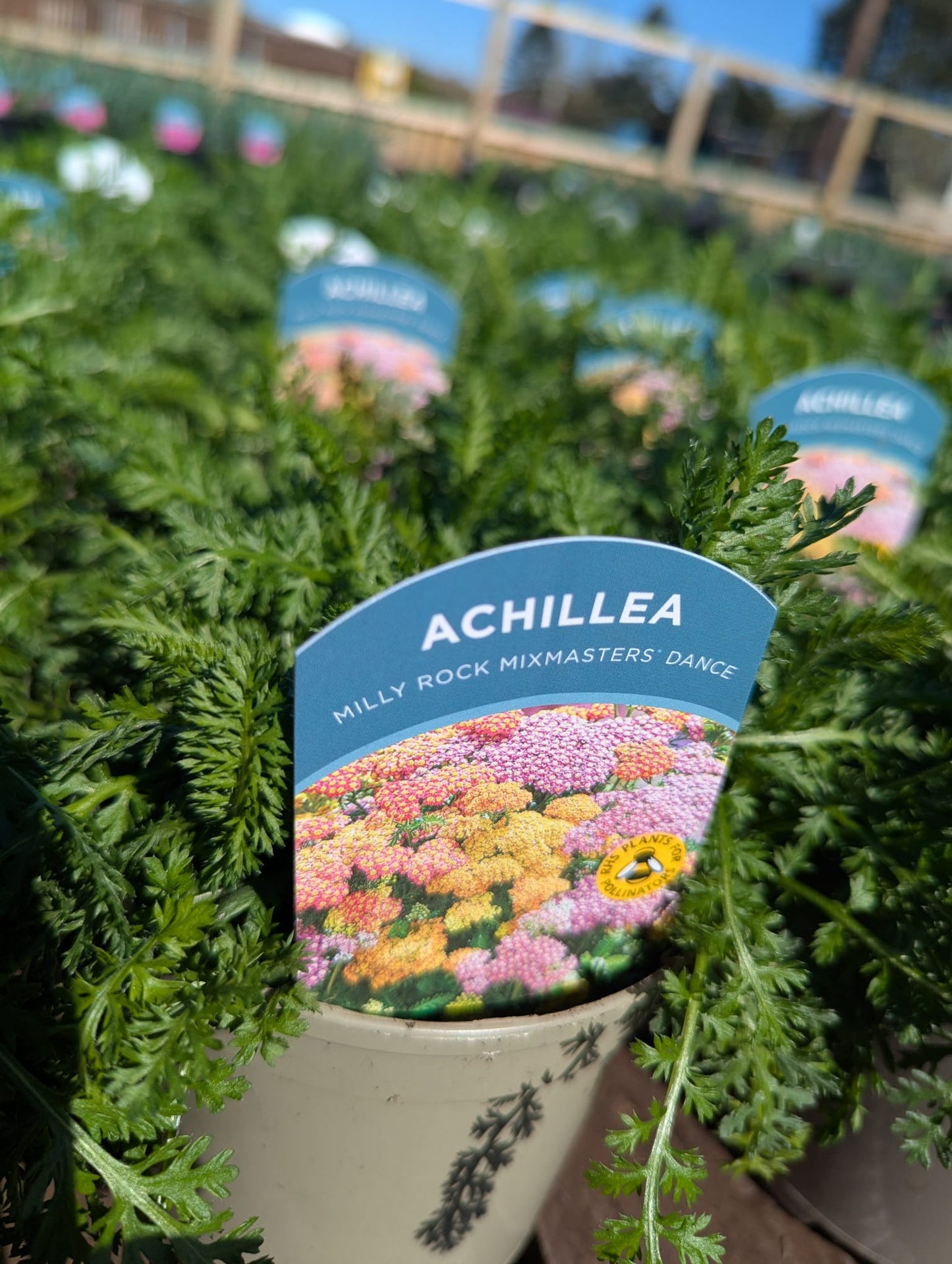 Achillea - Milly Rock Mixmasters Dance