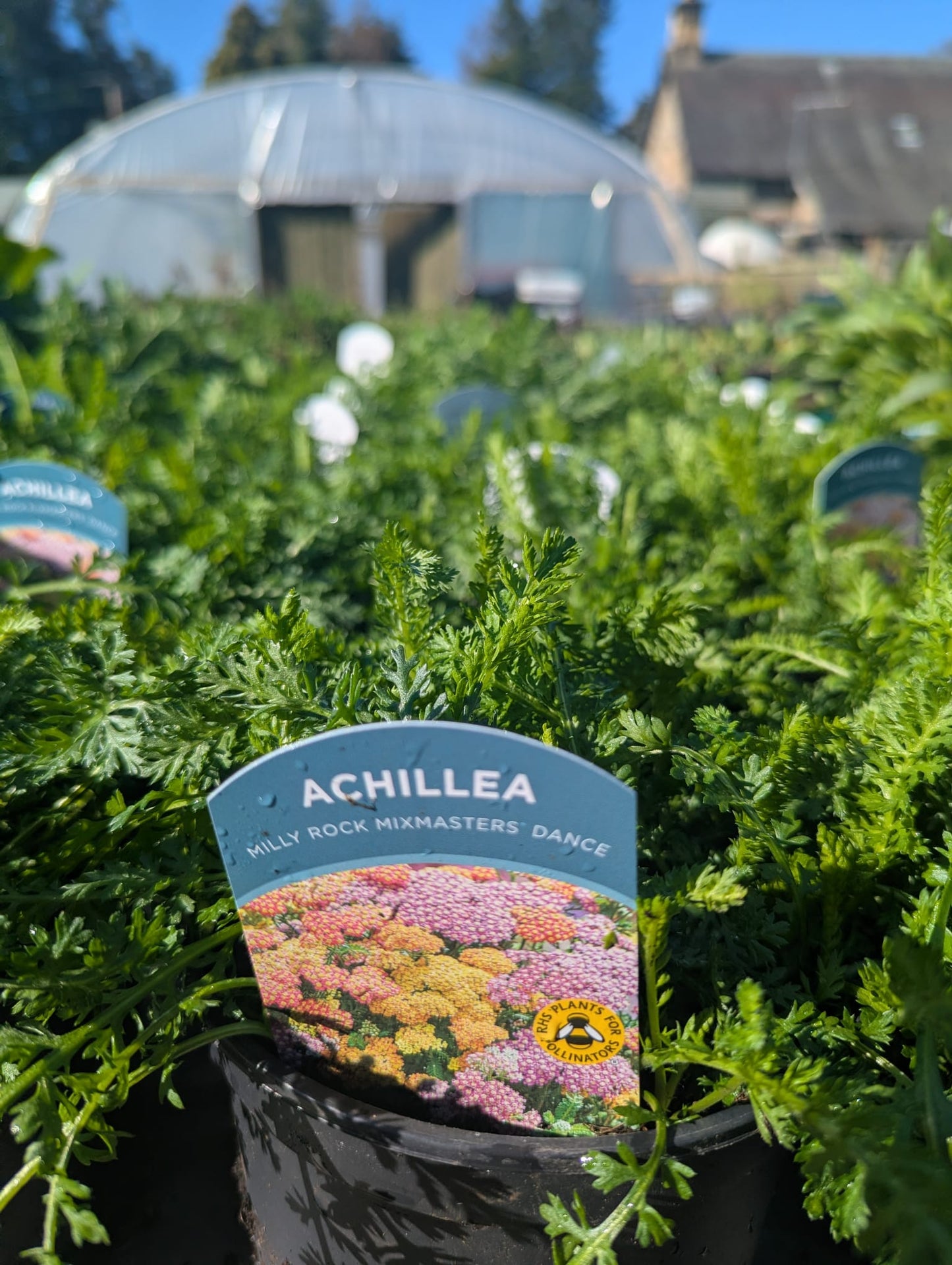 Achillea - Milly Rock Mixmasters Dance