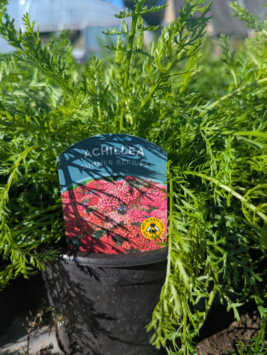 Achillea - Summer Berries