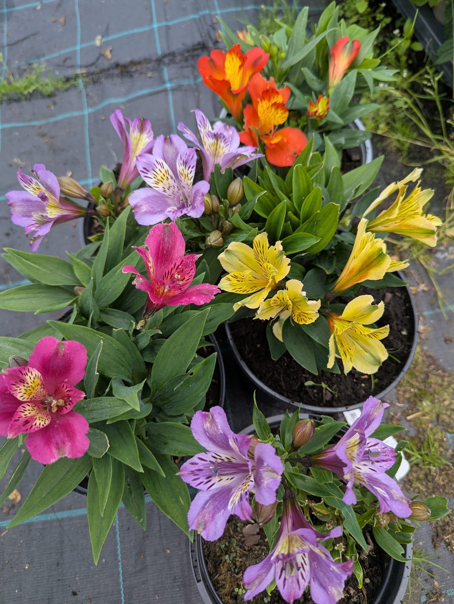 Alstroemeria