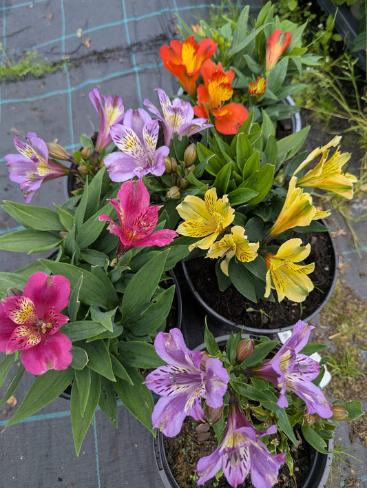 Alstroemeria