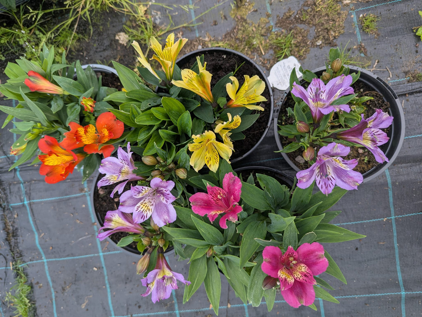 Alstroemeria