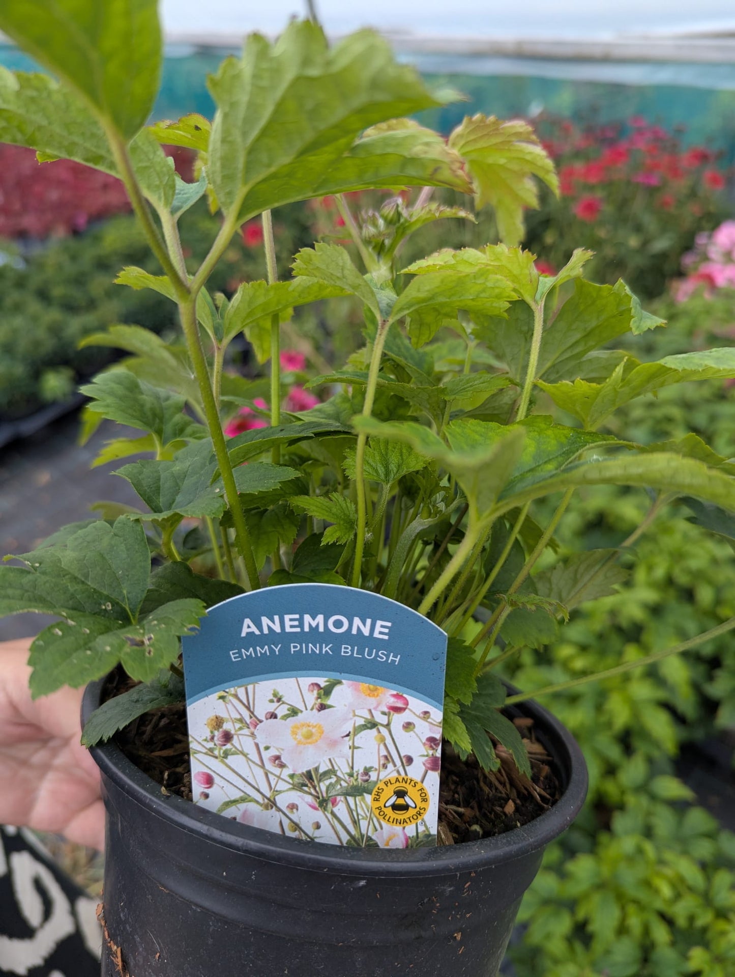 Anemone