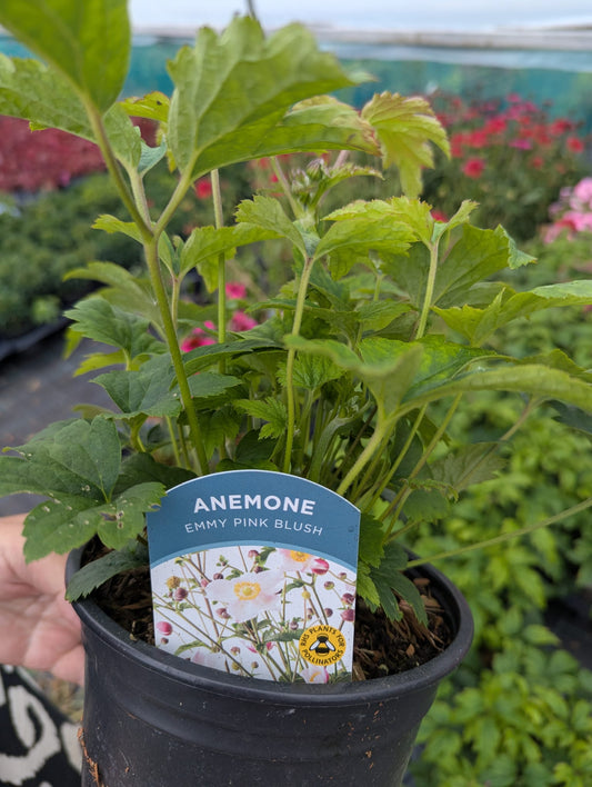 Anemone