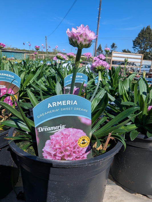 Armeria - Dreameria Sweet Dreams