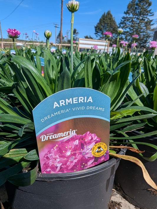 Armeria - Dreameria Vivid Dreams