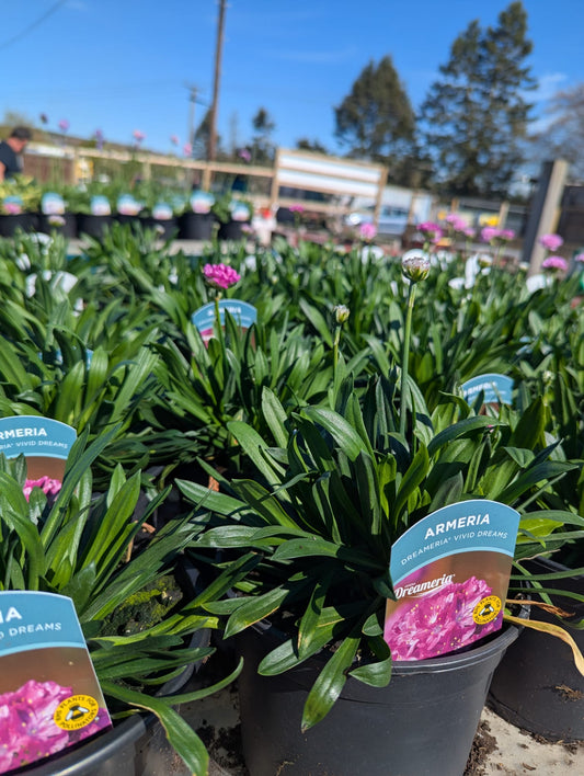 Armeria - Dreameria Vivid Dreams