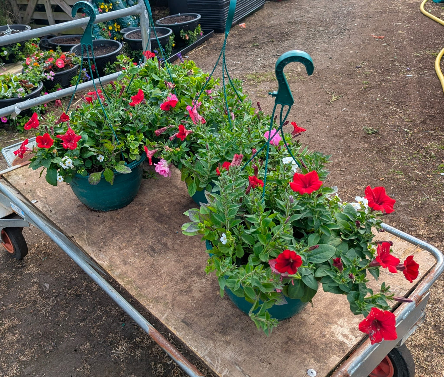 Hanging Basket - Ballantyne's Boutique