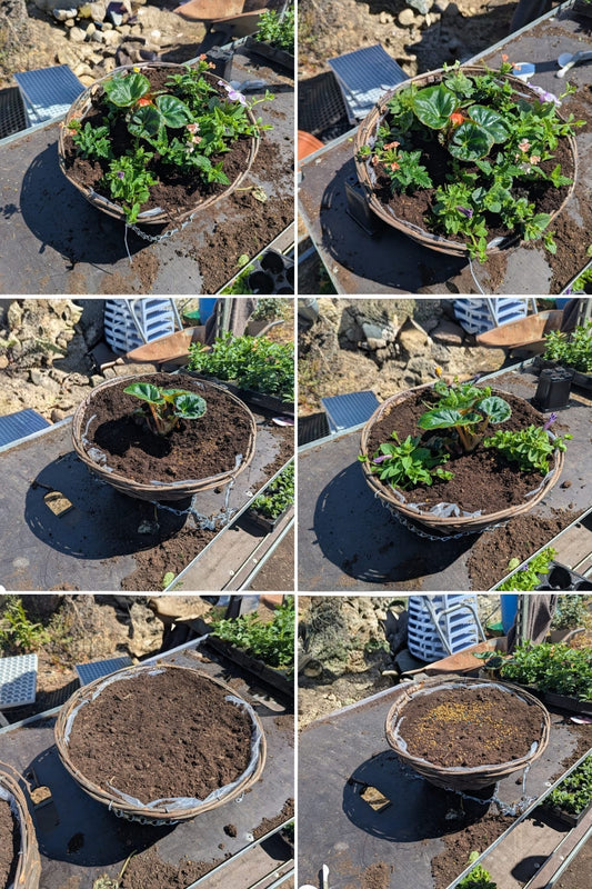 The 'Build-Your-Own' Basket Bundle (10 Plants + Mix + Basket)