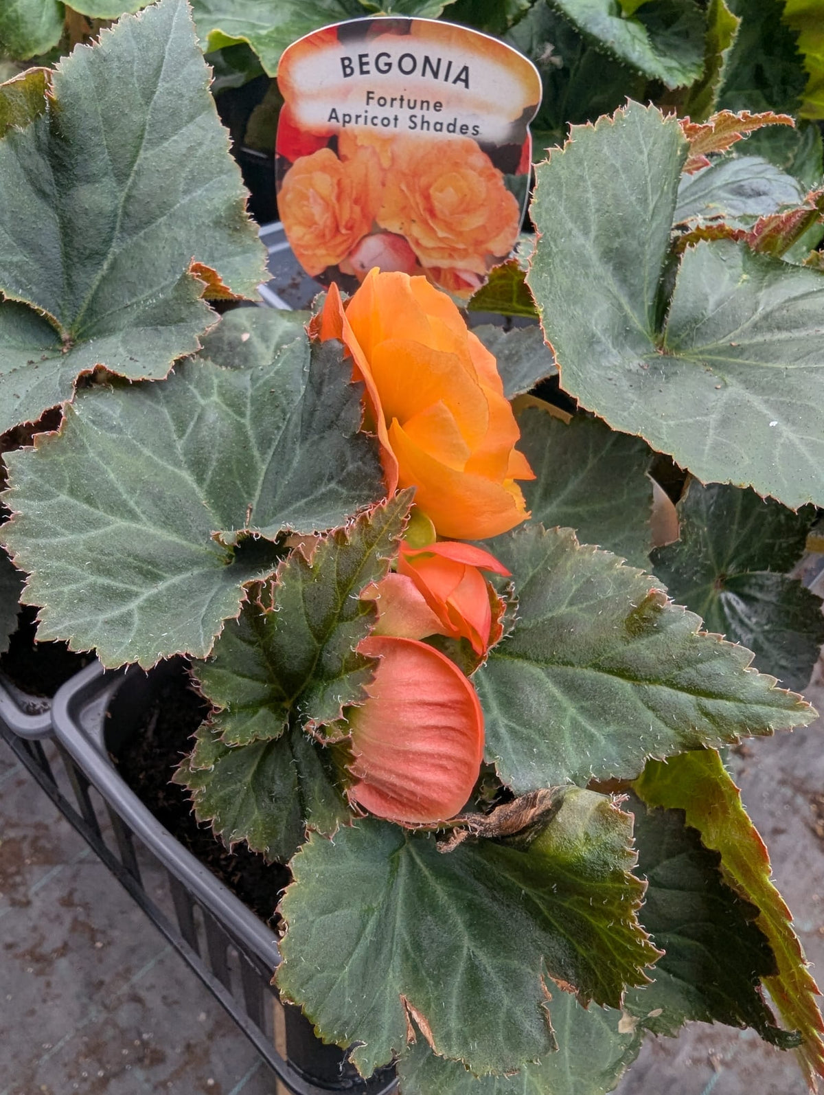 Begonia - Fortune Apricot Shades