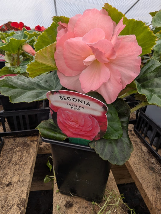 Begonia - Fortune Pink
