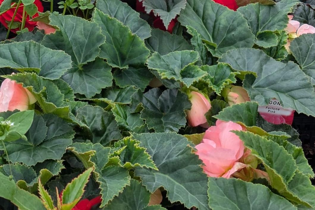 Begonia - Fortune Pink