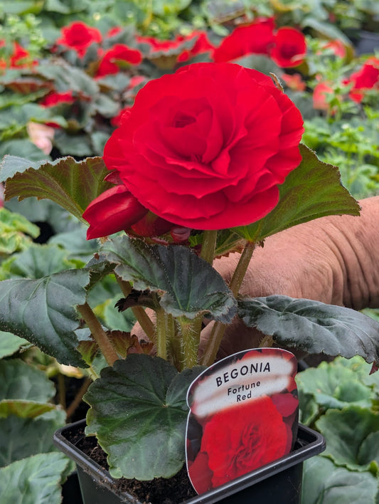 Begonia - Fortune Red