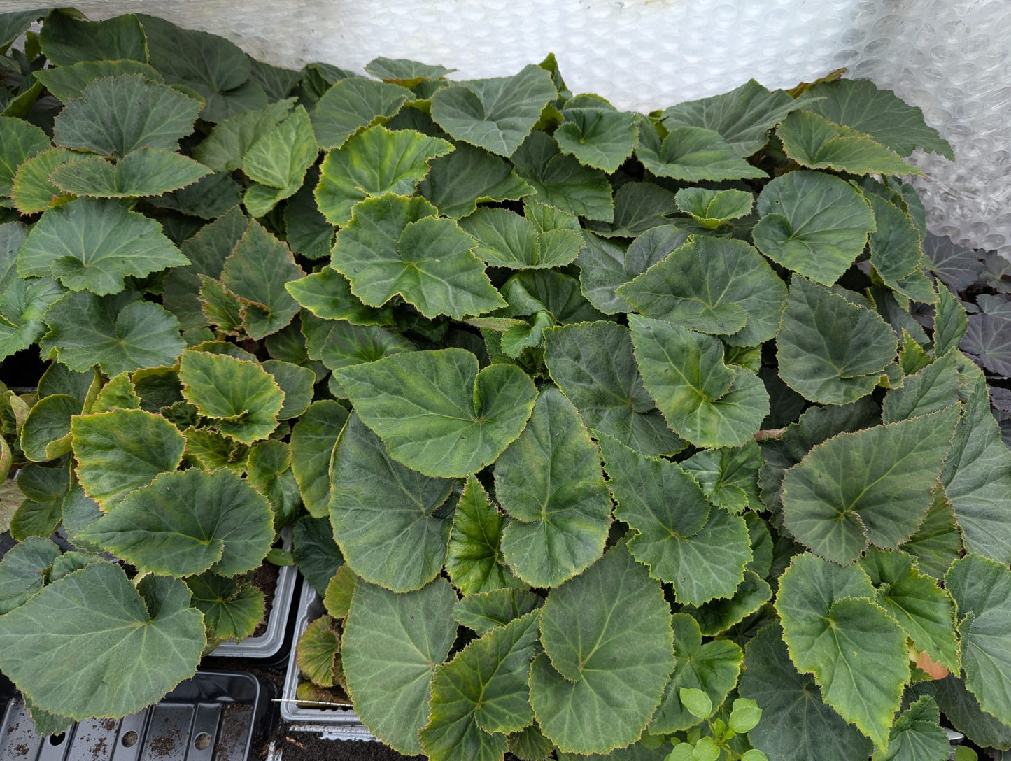 Begonia - mix colours - 4 pk