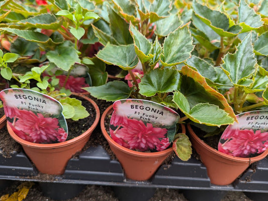Begonia - Funky Pink