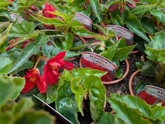 Begonia - Funky Scarlet