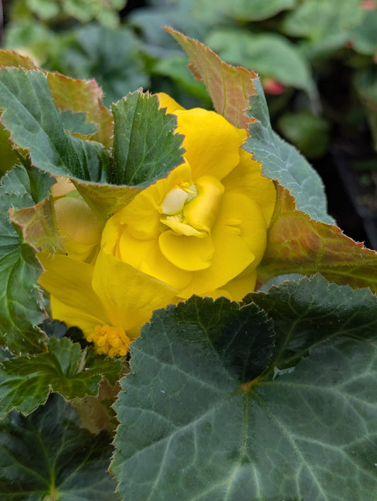 Begonia - Fortune Yellow