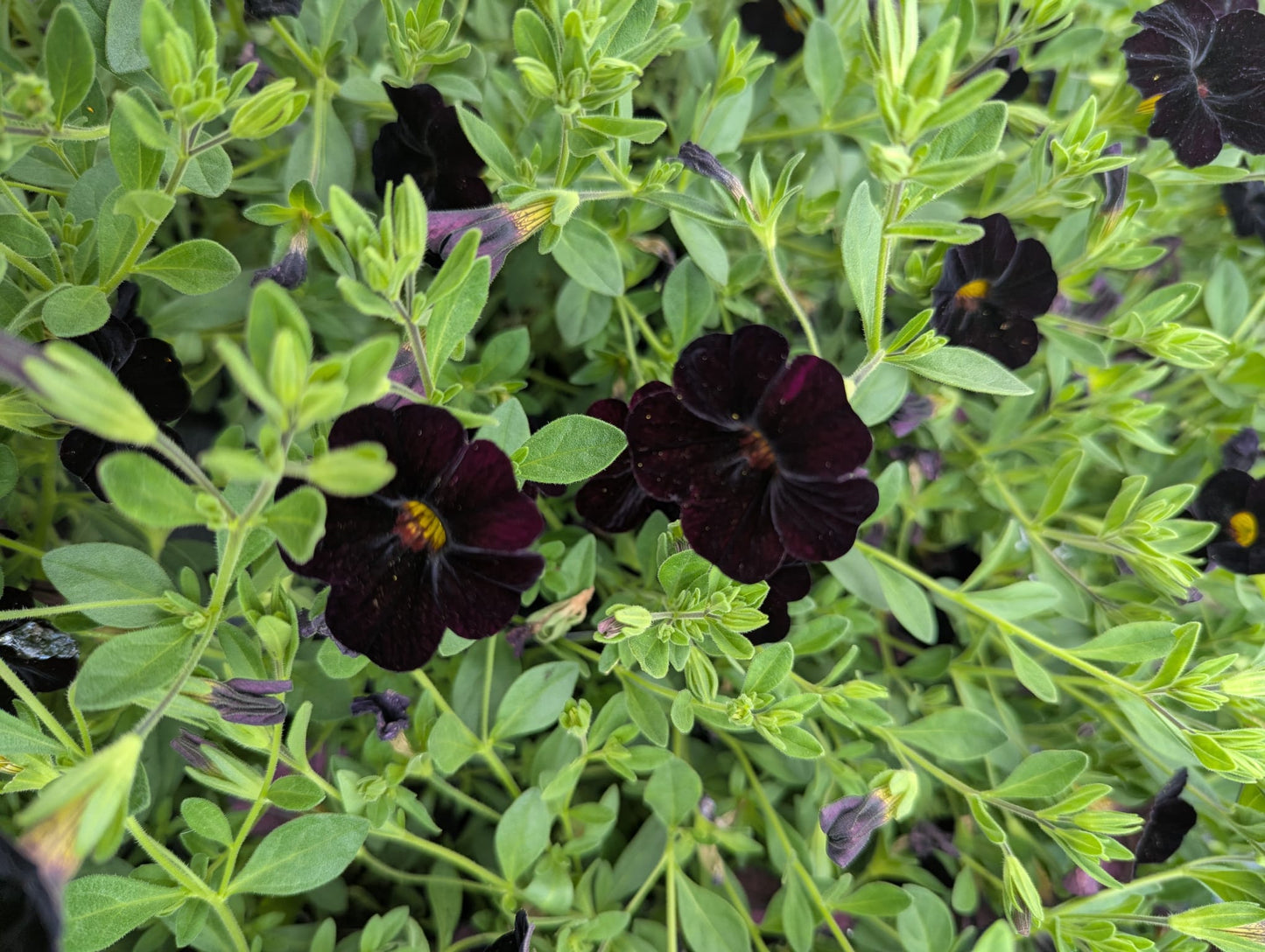 Calibrachoa Can-Can Black Cherry