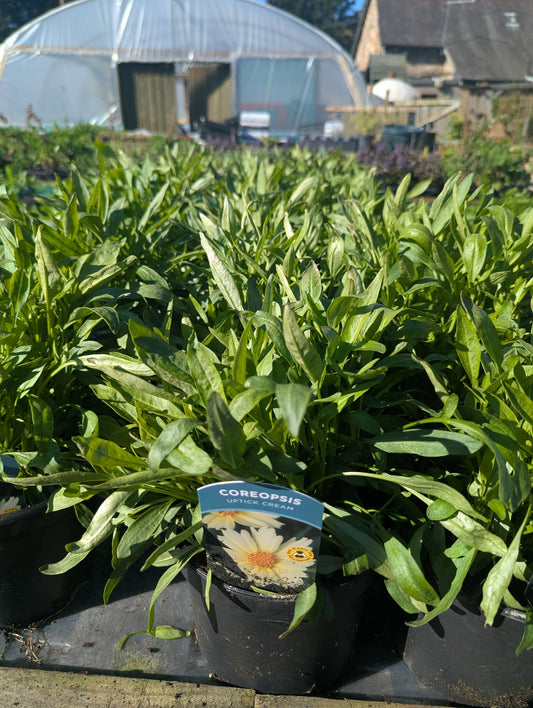 Coreopsis - Uptick Cream