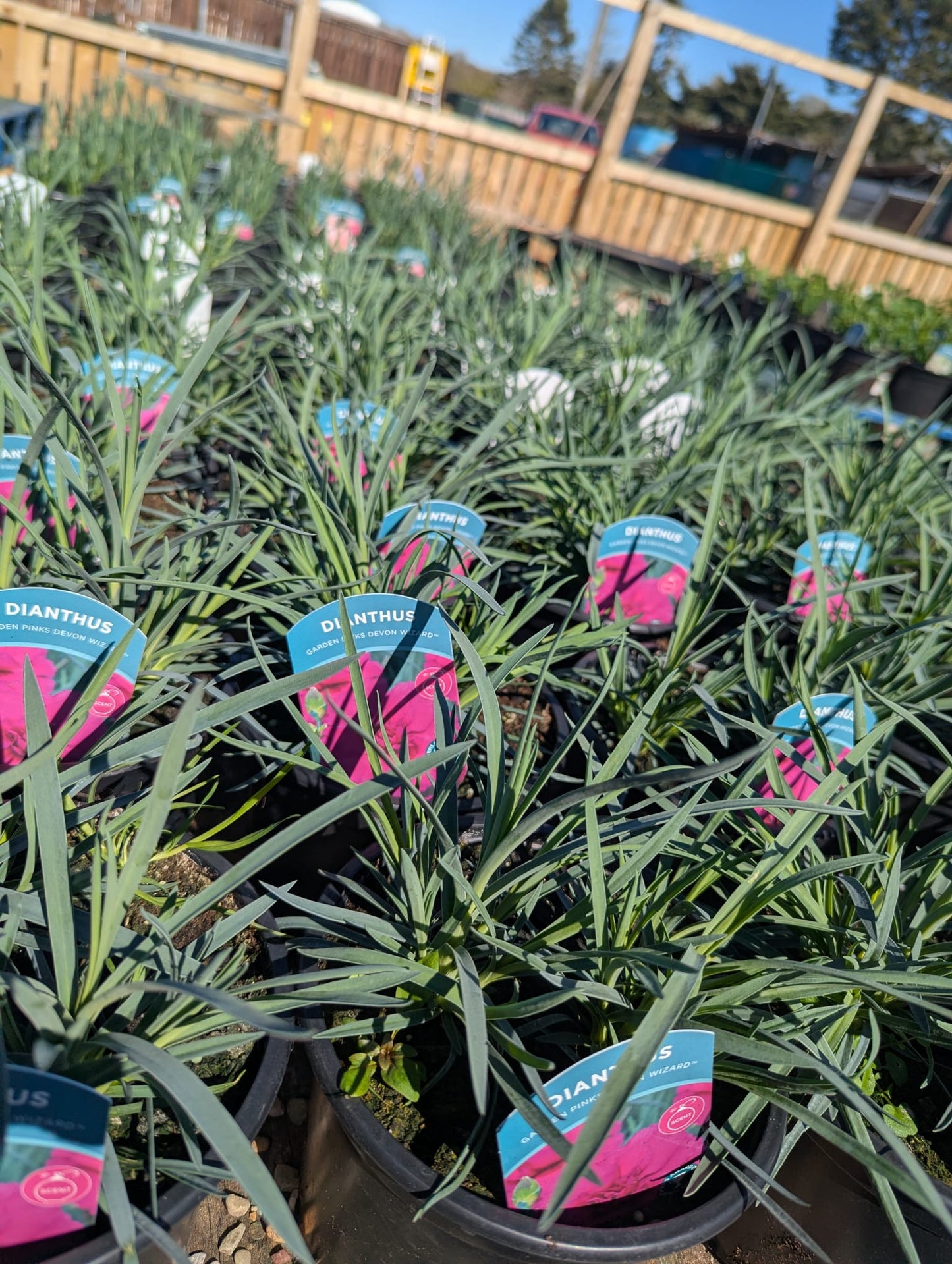 Dianthus - Garden Pinks Devon Wizard