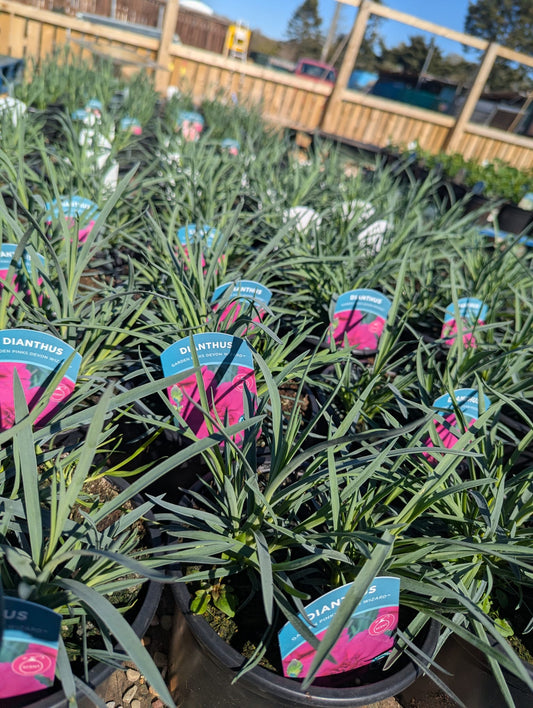 Dianthus - Garden Pinks Devon Wizard