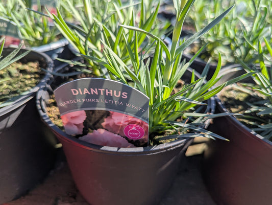 Dianthus - Garden Pinks Letitia Wyatt