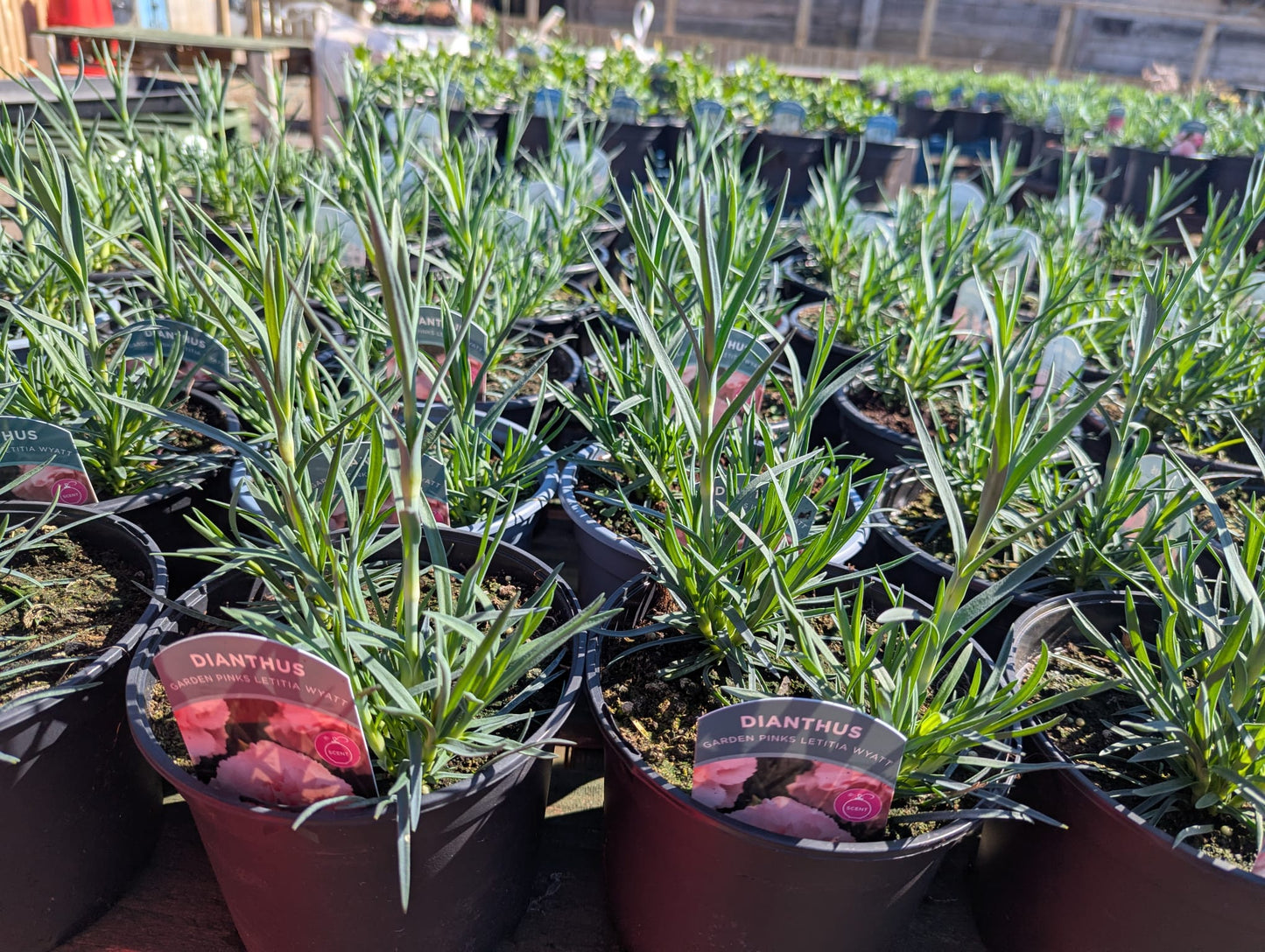 Dianthus - Garden Pinks Letitia Wyatt